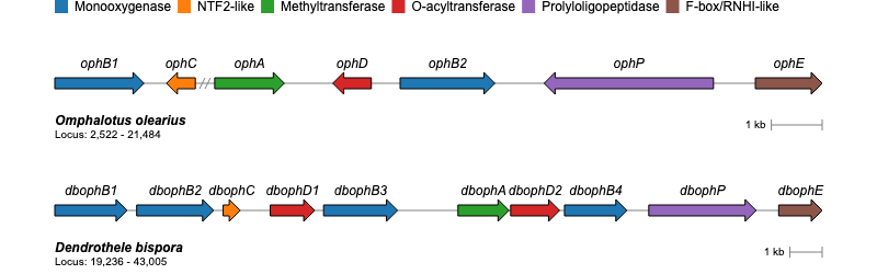 ophA cluster